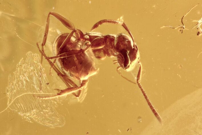 Small Fossil Ant (Formicidae) In Baltic Amber #275456